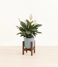 Load image into Gallery viewer, Misty Blue stand:walnut
