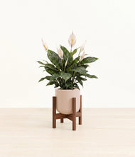 Load image into Gallery viewer, Sandy Pink stand:walnut
