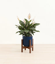 Load image into Gallery viewer, Twilight Blue stand:walnut
