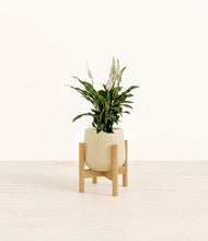 Lade das Bild in den Galerie-Viewer, Almond Green stand:bamboo
