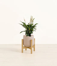 Lade das Bild in den Galerie-Viewer, Eternal Gray stand:bamboo
