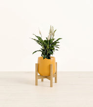 Lade das Bild in den Galerie-Viewer, Mustard stand:bamboo
