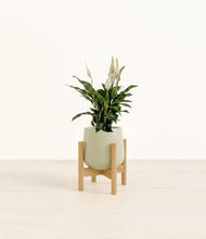 Lade das Bild in den Galerie-Viewer, Turquoise stand:bamboo
