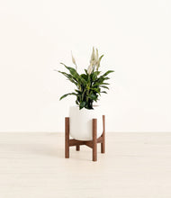 Lade das Bild in den Galerie-Viewer, White stand:walnut
