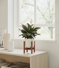 Load image into Gallery viewer, Cotton White stand:all
