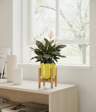 Load image into Gallery viewer, Key Lime Yellow stand:all
