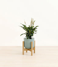 Lade das Bild in den Galerie-Viewer, Reactive Aqua stand:bamboo
