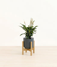 Lade das Bild in den Galerie-Viewer, Iron Gray stand:bamboo
