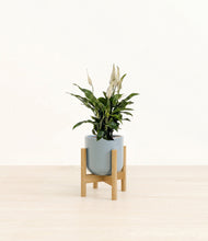 Lade das Bild in den Galerie-Viewer, Misty Blue stand:bamboo
