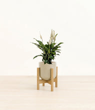 Lade das Bild in den Galerie-Viewer, Sage Green stand:bamboo
