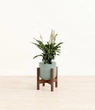 Lade das Bild in den Galerie-Viewer, Reactive Aqua stand:walnut
