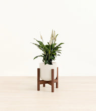 Lade das Bild in den Galerie-Viewer, Cotton White stand:walnut
