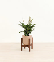 Lade das Bild in den Galerie-Viewer, Glossy Pink stand:walnut
