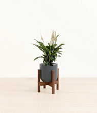 Lade das Bild in den Galerie-Viewer, Iron Gray stand:walnut
