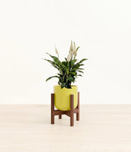 Lade das Bild in den Galerie-Viewer, Key Lime Yellow stand:walnut
