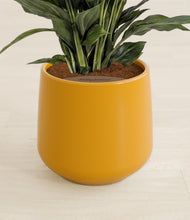 Load image into Gallery viewer, Mustard stand:all
