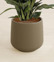 Load image into Gallery viewer, Olive stand:all
