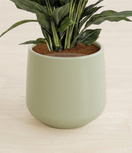 Load image into Gallery viewer, Turquoise stand:all
