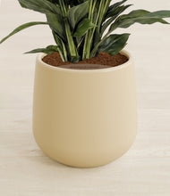 Lade das Bild in den Galerie-Viewer, Almond Green stand:all
