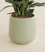 Lade das Bild in den Galerie-Viewer, Turquoise stand:all
