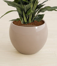 Load image into Gallery viewer, Desert Brown stand:all
