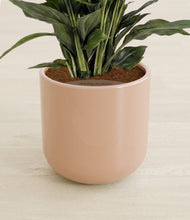 Lade das Bild in den Galerie-Viewer, Glossy Pink stand:all
