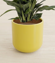 Lade das Bild in den Galerie-Viewer, Key Lime Yellow stand:all
