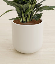 Lade das Bild in den Galerie-Viewer, Cotton White stand:all
