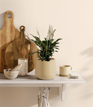 Lade das Bild in den Galerie-Viewer, Almond Green

