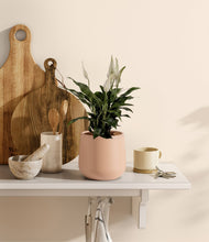 Lade das Bild in den Galerie-Viewer, Gentle Pink
