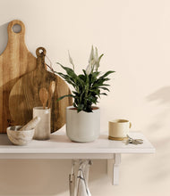Lade das Bild in den Galerie-Viewer, Cotton White
