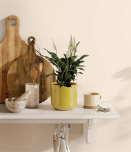 Lade das Bild in den Galerie-Viewer, Key Lime Yellow
