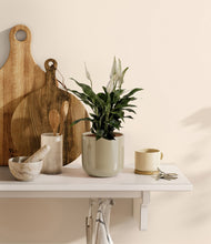 Lade das Bild in den Galerie-Viewer, Sage Green
