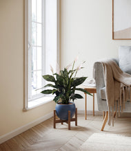 Load image into Gallery viewer, Deep Navy stand:walnut
