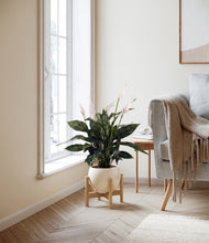 Load image into Gallery viewer, Shiny EggWhite stand:bamboo
