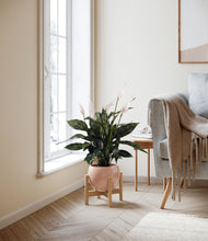Load image into Gallery viewer, Calm Rose stand:bamboo
