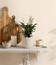 Lade das Bild in den Galerie-Viewer, Natural Bamboo
