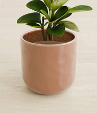 Load image into Gallery viewer, Hammered Peach Pink stand:all
