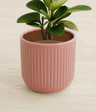 Load image into Gallery viewer, Striped Rose Pink stand:all
