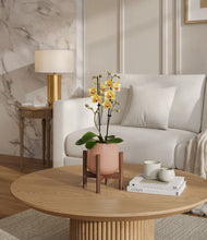 Load image into Gallery viewer, Calm Rose stand:walnut
