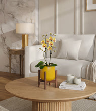 Load image into Gallery viewer, Mustard stand:walnut
