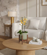 Load image into Gallery viewer, Turquoise stand:walnut
