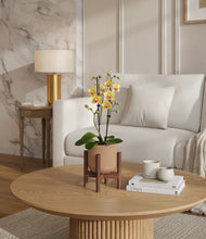 Load image into Gallery viewer, Glossy Pink stand:walnut
