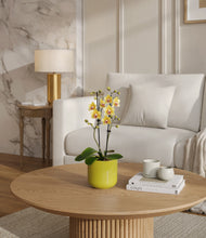 Load image into Gallery viewer, Key Lime Yellow
