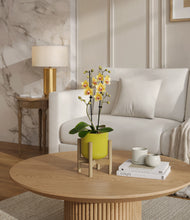 Load image into Gallery viewer, Key Lime Yellow stand:bamboo
