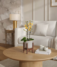 Load image into Gallery viewer, Snowdrift White stand:walnut
