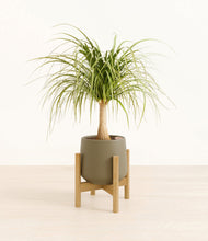 Load image into Gallery viewer, Olive stand:bamboo
