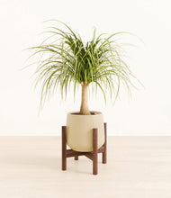 Load image into Gallery viewer, Almond Green stand:walnut
