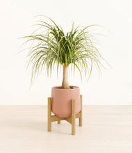 Load image into Gallery viewer, Calm Rose stand:bamboo
