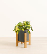 Load image into Gallery viewer, Dark Olive stand:light
